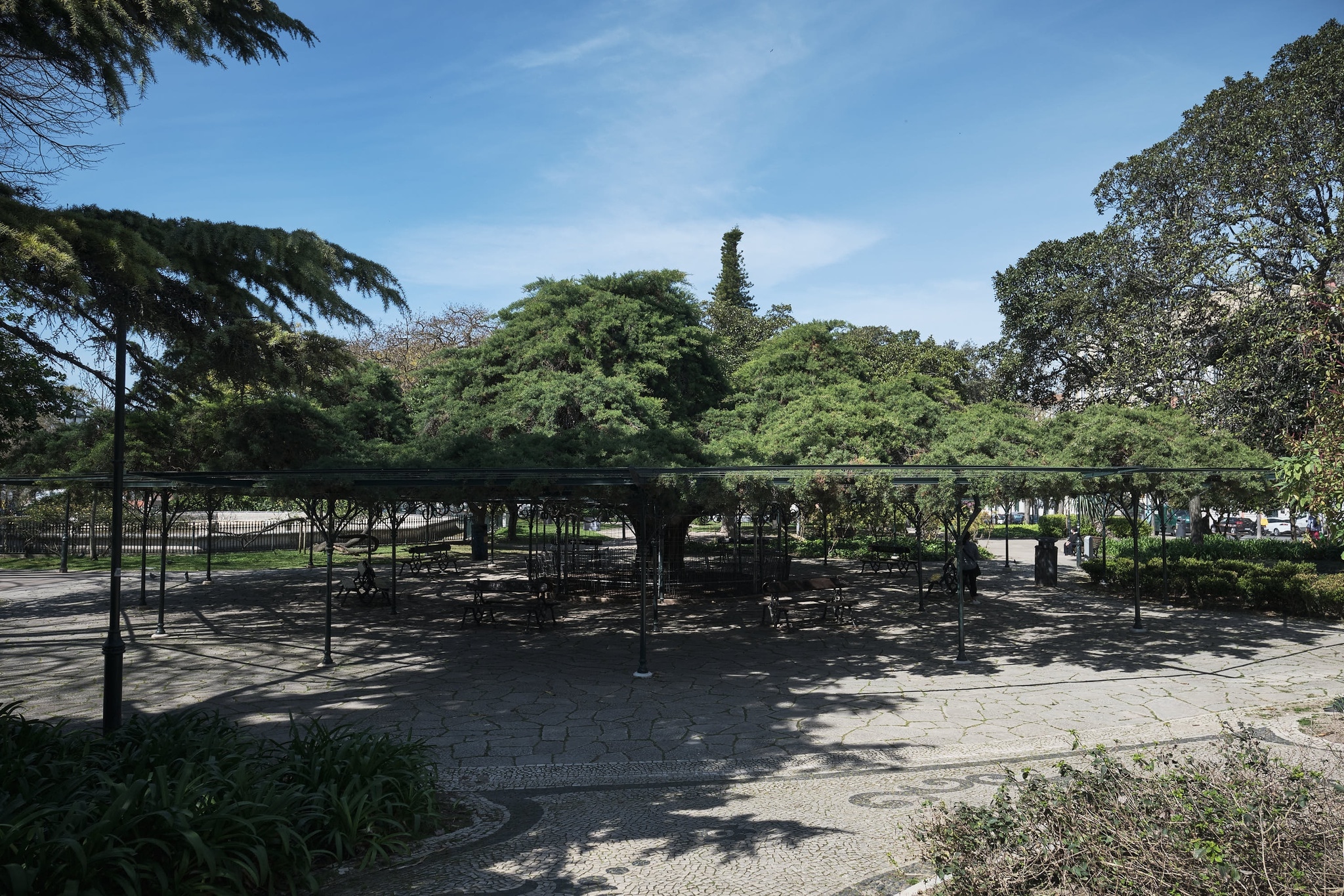 Um roteiro pelas árvores de Lisboa entre o jardim das Amoreiras e o Príncipe Real